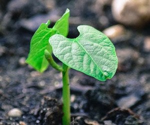 bean sprout emerging from the ground
