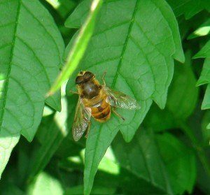 bee_on_leaf